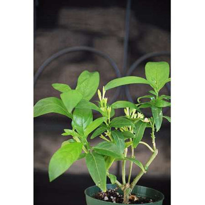 Night Blooming Jasmine Plant - Cestrum nocturnum - 4&quot; Pot - 9GreenBox