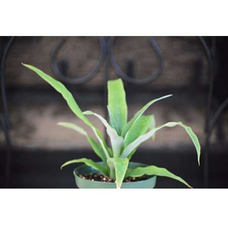 Sugarloaf Pineapple Plant - Ananas - Great Indoors/Out - 9GreenBox