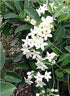 Madagascar Jasmine Plant - Stephanotis - Bridal Wreath - 4" Pot - 9GreenBox