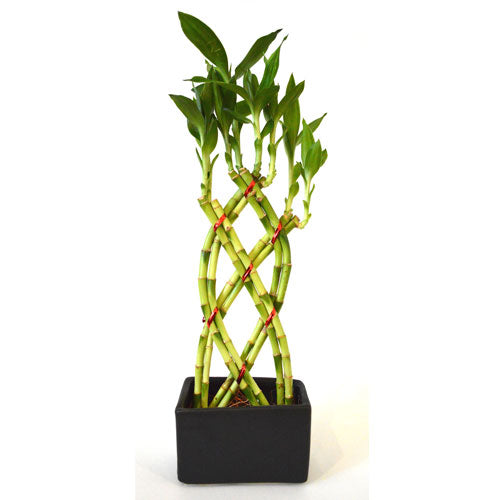 Flowerbox, Glücksbambus Lucky Bamboo - Dracaena Sanderiana