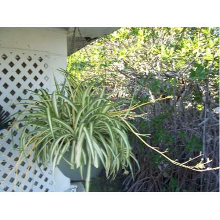 Chlorophytum comosum 'Ocean' - Spider Plant (4.5 Pot)