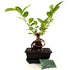 9GreenBox - Live Ginseng Ficus Bonsai Tree Bonsai - Small Ficus Retusa - Water Tray & Fertilizer Gift - 9GreenBox