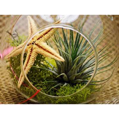 Air Plant - Terrarium Kit, Moss and Starfish with Red Ribbon - 9GreenBox