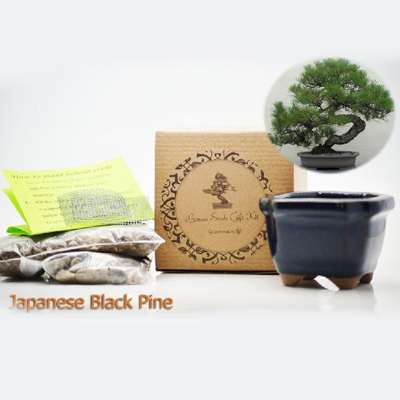 Japanese Black Pine Bonsai Seed Kit- Gift - Complete Kit to Grow – 9GreenBox