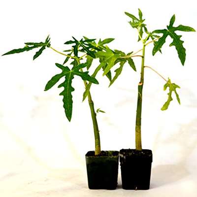 TR Hovey Papaya Carica L. Caricaceae ~ Miniature Tree- 2 Pack - 9GreenBox