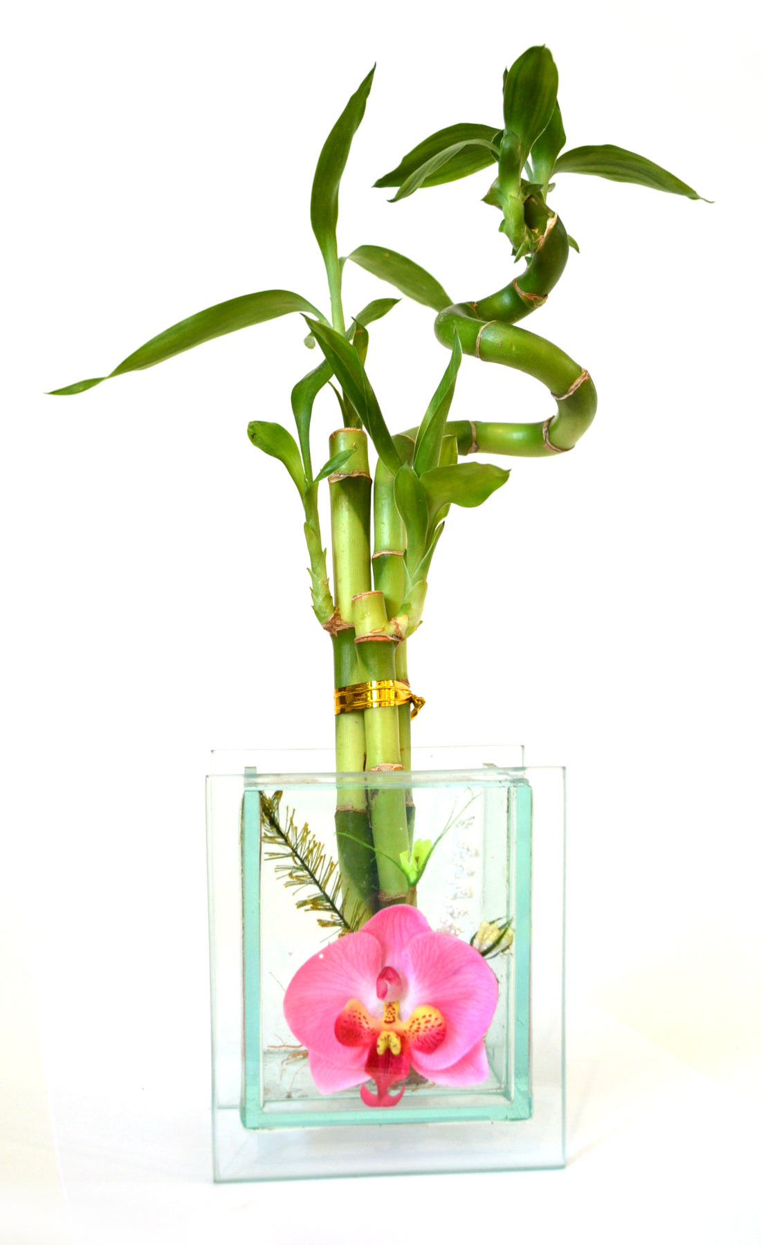 9GreenBox - Live 3 Style Lucky Bamboo Plant Arrangement with Glass Orchid Vase - 9GreenBox