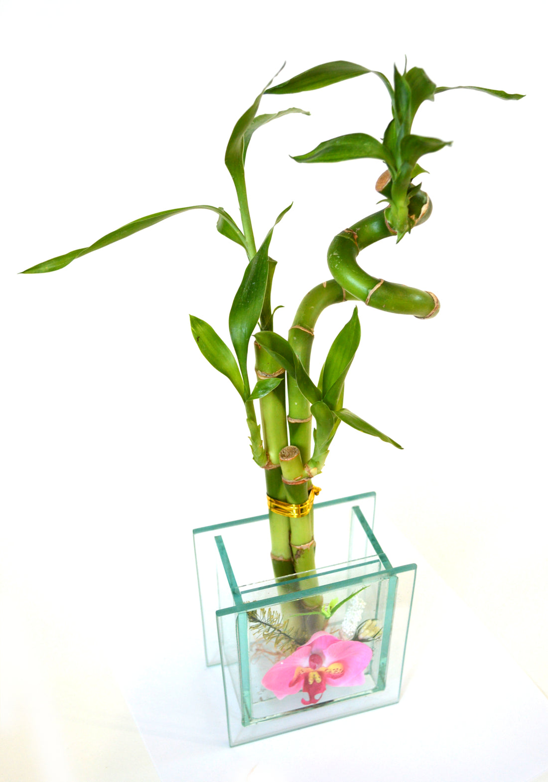 9GreenBox - Live 3 Style Lucky Bamboo Plant Arrangement with Glass Orchid Vase - 9GreenBox