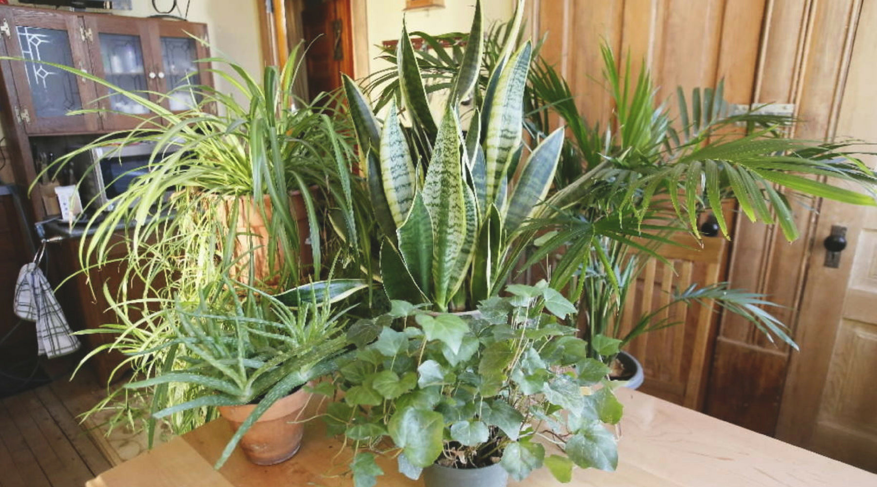 Not A Green Thumb? 3 Types of Household Plants Anyone Can Grow