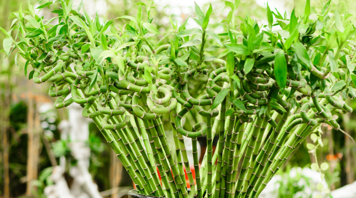 Why Do They Call It Lucky Bamboo? is It Really That Fortuitous?