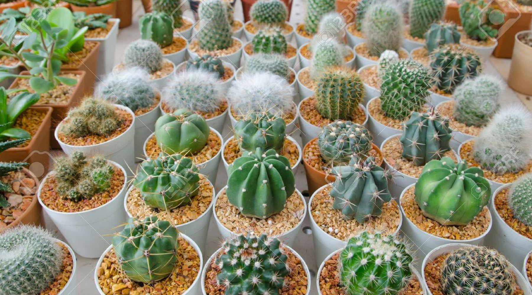 Introduction to Home Desert Cactus