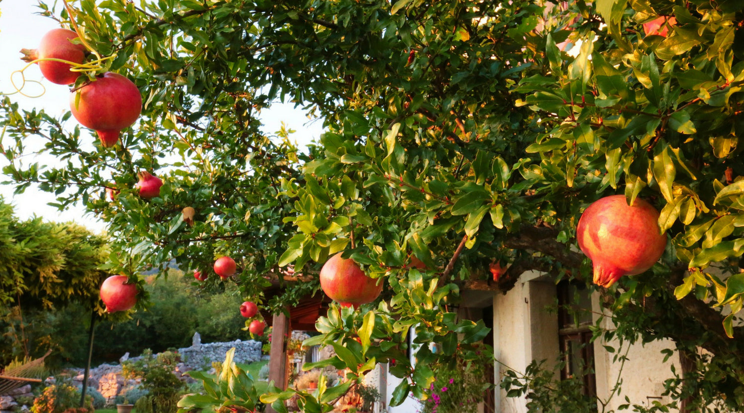 Grow Your Very Own Healthy And Delicious Fruits At Your Own Home!