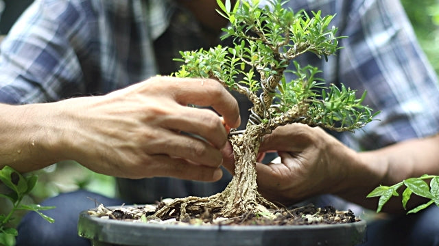 3 Tips On Taking Care of Bonsai Trees That You Need To Know