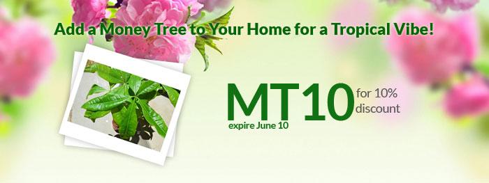 9GreenBox July Newsletters: Add a Money Tree to Your Home for a Tropical Vibe!