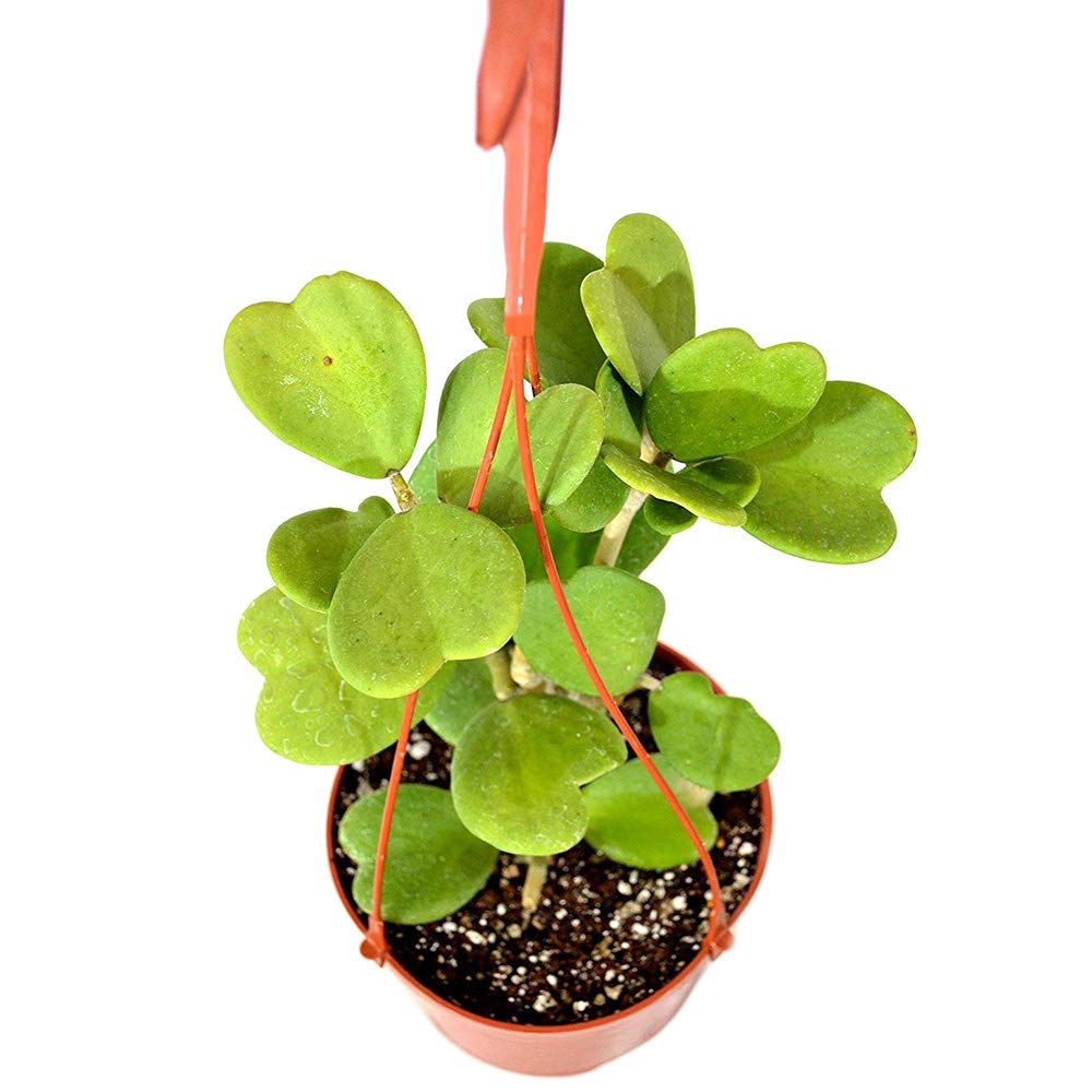 Green Hoya Kerrii Heart Shaped 6&quot; hanging pot indoor/outdoor Love Plant