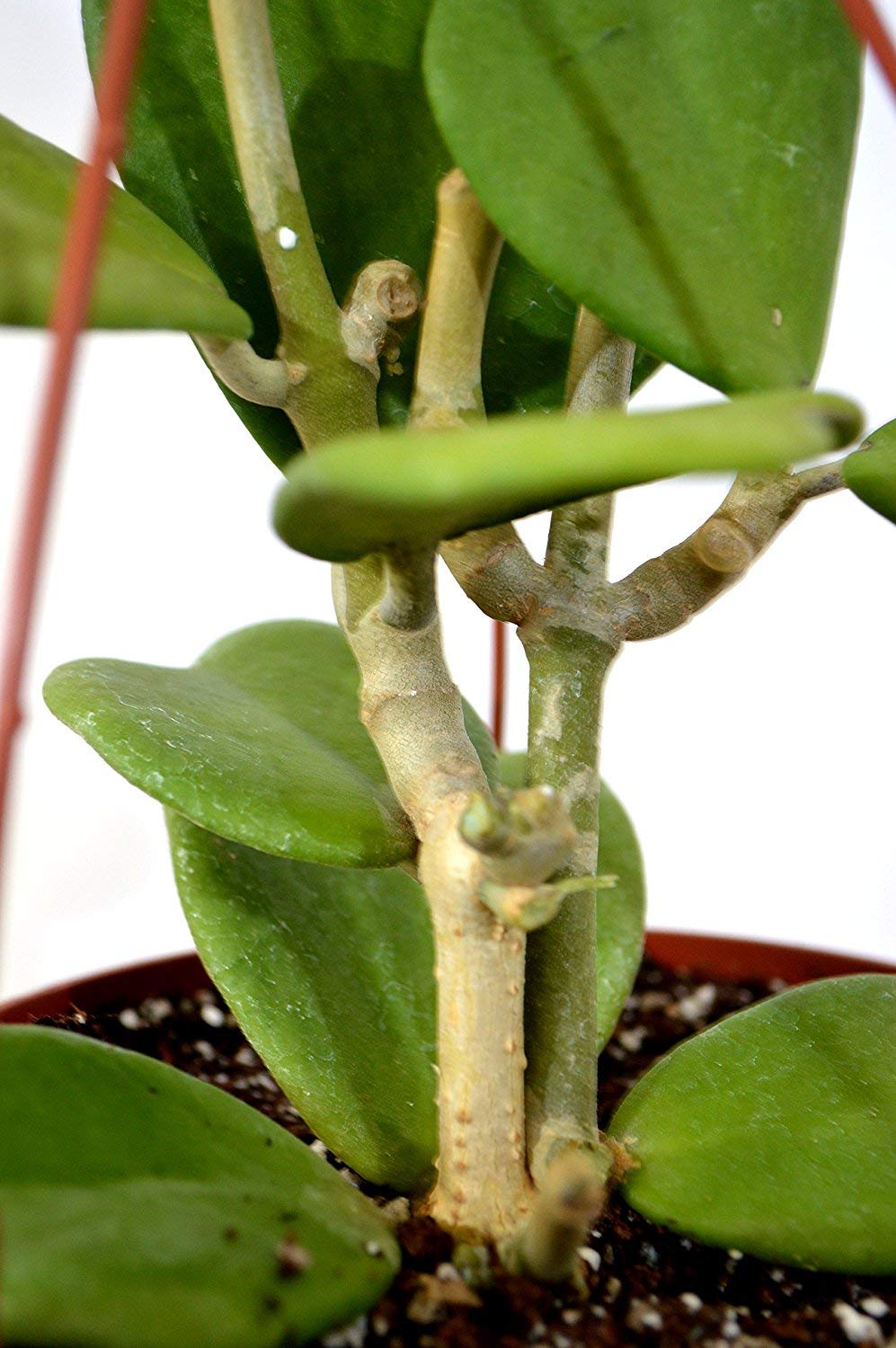 Green Hoya Kerrii Heart Shaped 6&quot; hanging pot indoor/outdoor Love Plant