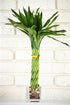 9GreenBox - Lucky Bamboo - Elegant Twist with Glass Vase and Pebbles - 9GreenBox