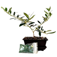 Olive Tree Bonsai with Water Tray and Fertilizer - 9GreenBox