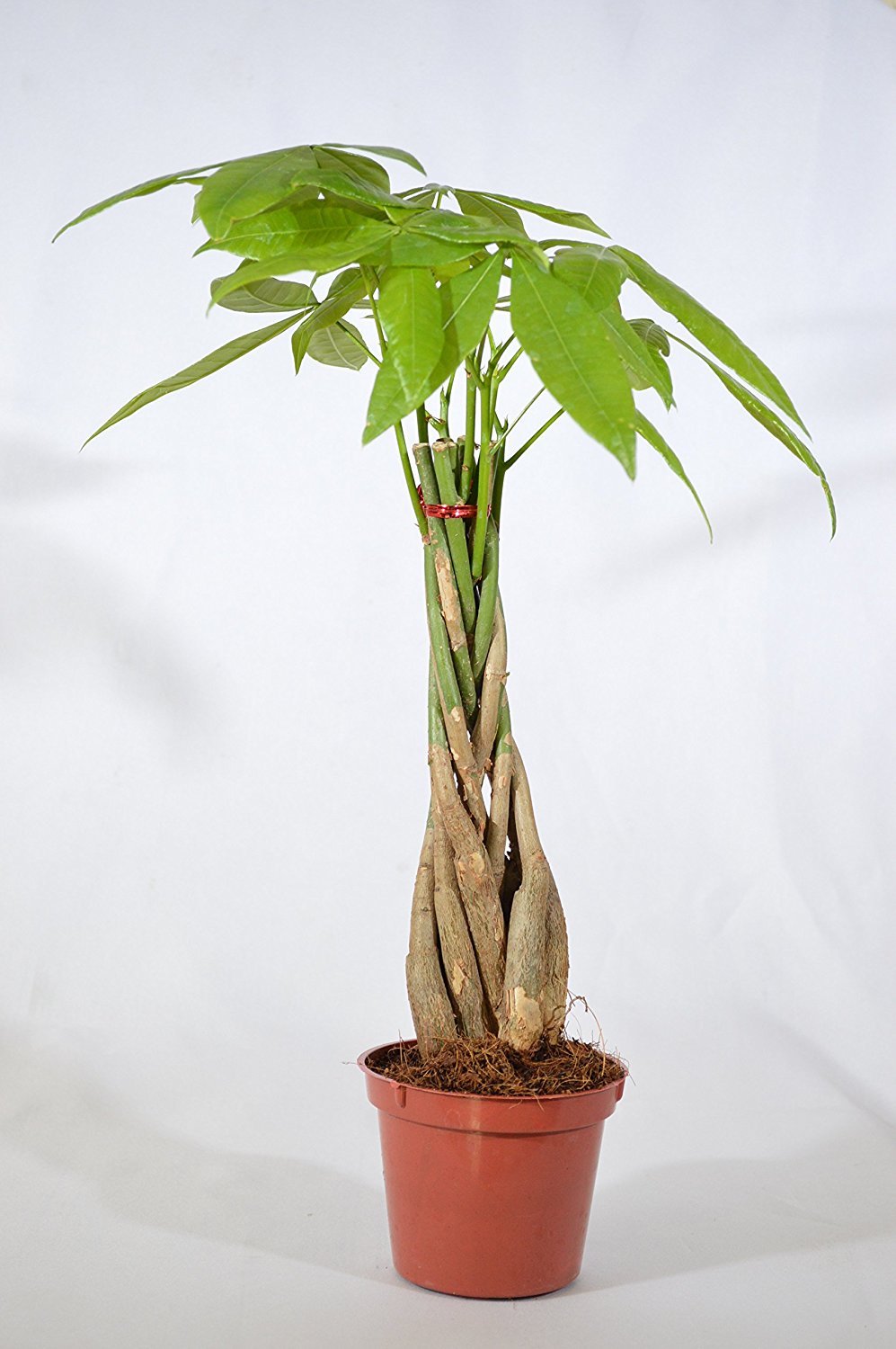 9GreenBox - 5 Money Tree Plants Braided into 1 Tree -Pachira-4&quot; Pot - 9GreenBox