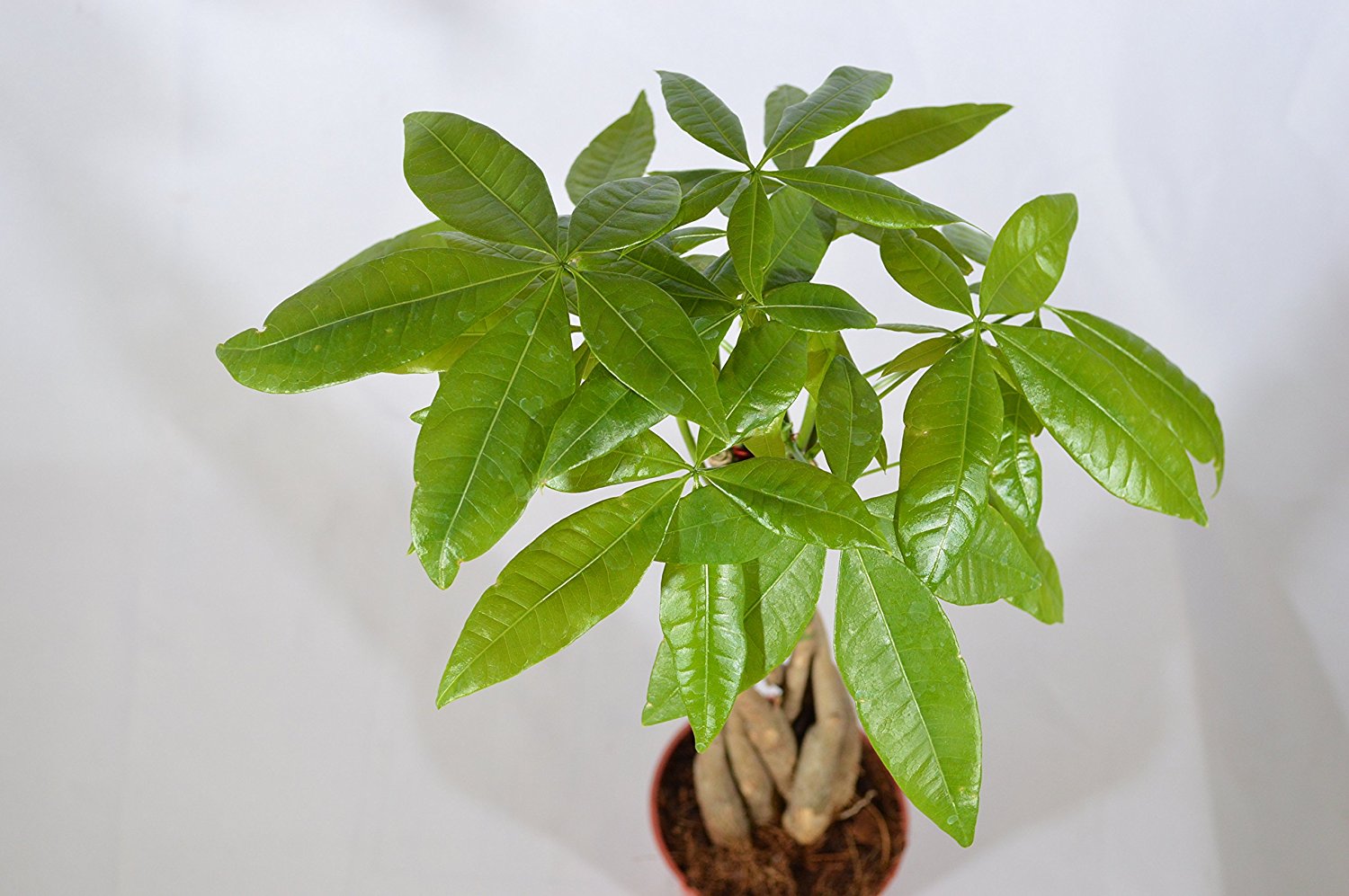 9GreenBox - 5 Money Tree Plants Braided into 1 Tree -Pachira-4&quot; Pot - 9GreenBox