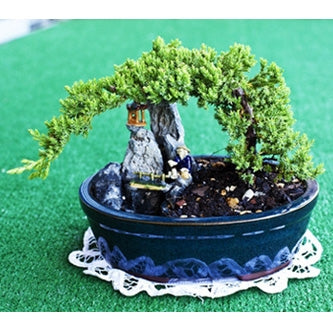 Caring for a Bonsai Tree – Hoselink