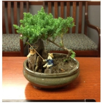 Juniper Bonsai Tree  Easy Care Small Bonsai Plant – 9GreenBox