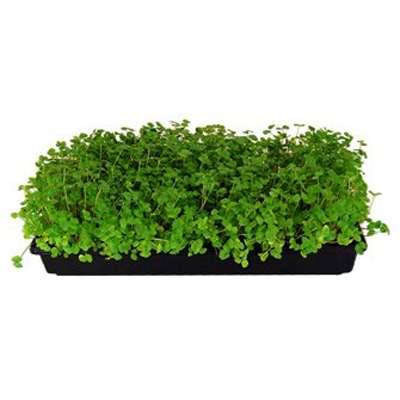 5 Pack Durable Black Plastic Growing Trays (no Drain Holes) 21&quot; X 11&quot; X 2&quot; - Flowers, Seedlings, Plants, Wheatgrass, Microgreens &amp; More - 9GreenBox