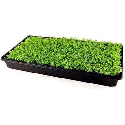 5 Pack Durable Black Plastic Growing Trays (no Drain Holes) 21&quot; X 11&quot; X 2&quot; - Flowers, Seedlings, Plants, Wheatgrass, Microgreens &amp; More - 9GreenBox