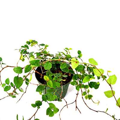 Creeping Fig Plant - 9GreenBox