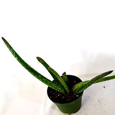 Aloe Vera Plant - 9GreenBox