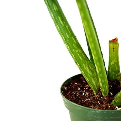 Aloe Vera Plant - 9GreenBox