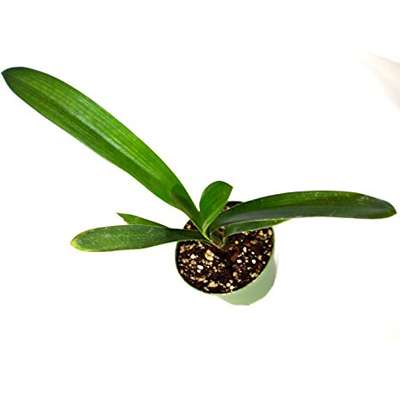 9GreenBox - Good Hope Clivia Plant - 4&