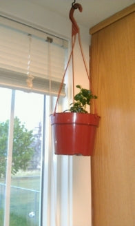 Goldfish Plant - 6&quot; Hanging Basket - Blooms Constantly! - 9GreenBox