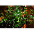 Goldfish Plant - 6" Hanging Basket - Blooms Constantly! - 9GreenBox