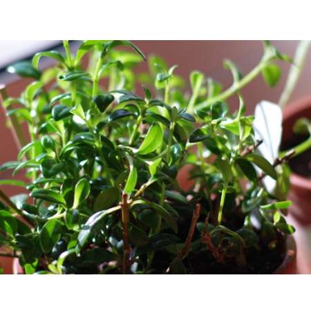 Goldfish Plant - 6&quot; Hanging Basket - Blooms Constantly! - 9GreenBox