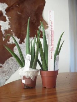 Aloe Vera - Medicine Plant - Burn Plant - Miracle Plant - 9GreenBox