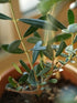 9GreenBox - Olive Tree - 4" Pot - 9GreenBox