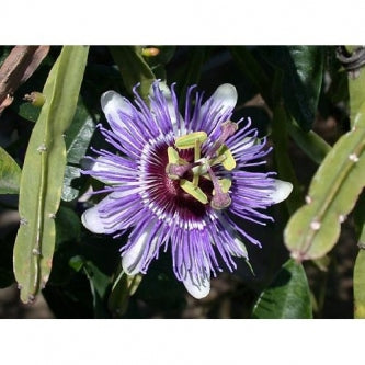 Edible Passion Vine Plant - Passiflora caerulea - Exotic! - 9GreenBox