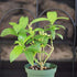 Night Blooming Jasmine Plant - Cestrum nocturnum - 4" Pot - 9GreenBox