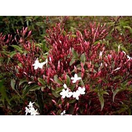 Pink Jasmine Plant - Jasminum polyanthum - Fragrant - 9GreenBox