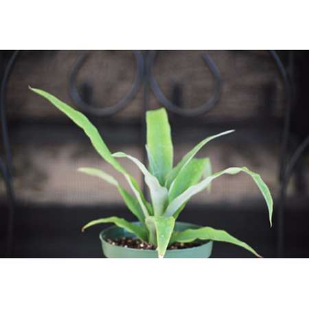 Sugarloaf Pineapple Plant - Ananas - Great Indoors/Out - 9GreenBox