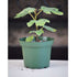 Hardy Chicago Edible Fig Plant - Ficus - Hardy - Potted - 9GreenBox