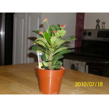 Red Crown of Thorns Plant - Euphorbia splendens - 9GreenBox