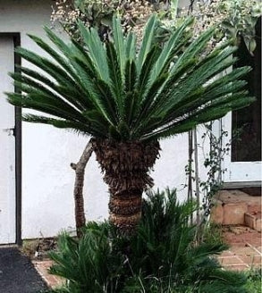 Japanese Sago Palm Plant - 6 Pot - Cycas revoluta&quot; - 9GreenBox