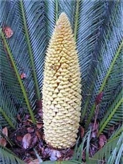 Japanese Sago Palm Plant - 6 Pot - Cycas revoluta&quot; - 9GreenBox