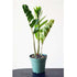 Rare ZZ Plant-Zamioculcas zamiifolia - House Plant - Bonsai - 4" Pot - 9GreenBox