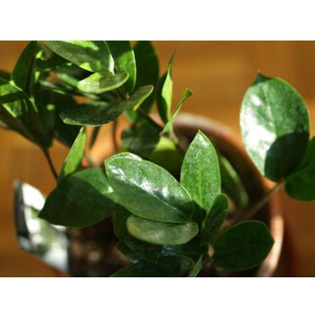 Rare ZZ Plant-Zamioculcas zamiifolia - House Plant - Bonsai - 4&quot; Pot - 9GreenBox