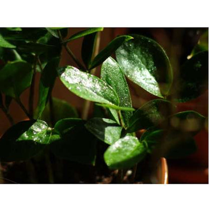 Rare ZZ Plant-Zamioculcas zamiifolia - House Plant - Bonsai - 4&quot; Pot - 9GreenBox