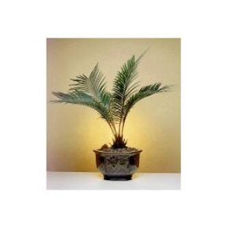 9GreenBox -Sago Palm Bonsai Tree - Exotic Cycas Revoluta - 9GreenBox