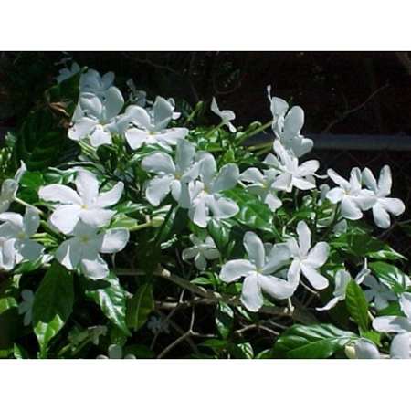 Arabian Tea Jasmine Plant - Maid of Orleans - 6&quot; Pot - 9GreenBox