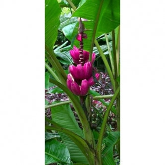 Velvet Pink Banana 10 Seeds- Musa - 9GreenBox